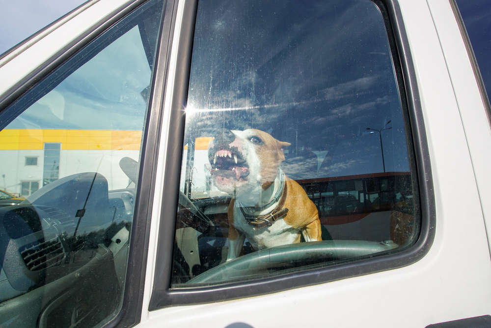 A large dog loose inside a car lunges with mouth open at the driver’s side closed window.