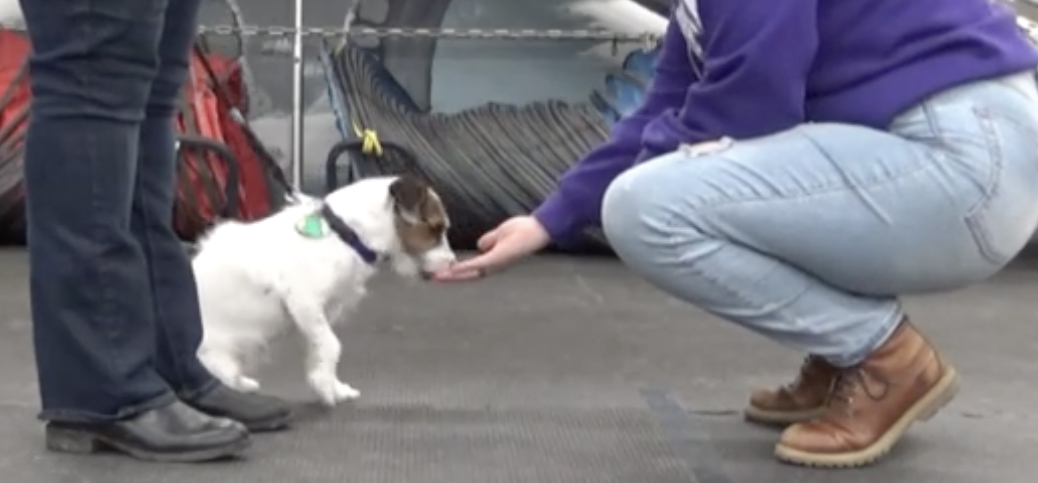 A Jack Russell sits beside its handler while a woman squats down and offers the dog a treat.