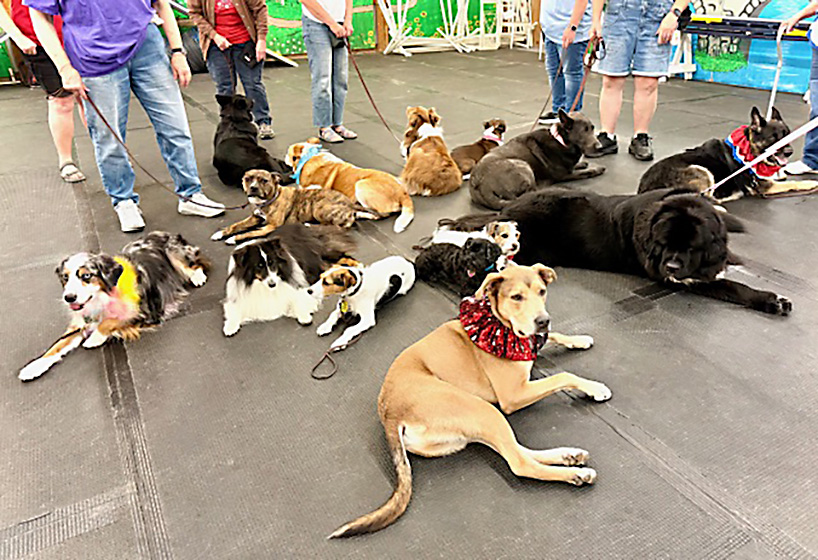 14 dogs of various sizes and breeds lie on the floor near each other at a training school as if there is a test of remaining down.