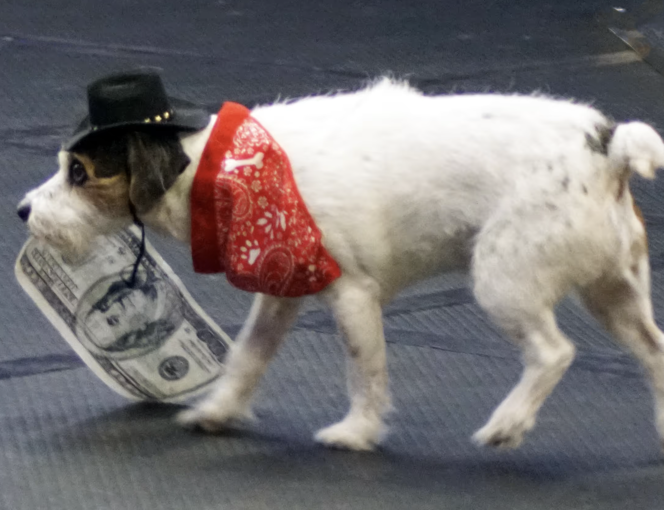 A Jack Russell terrier wearing a small black hat and a red bandanna carries a $100 bill in its mouth.