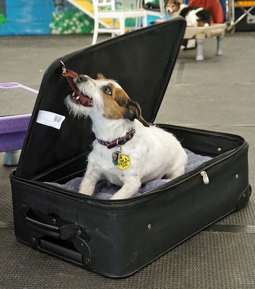 A Jack Russell terrier lies in a large suitcase and appears to be pulling the suitcase closed on the dog.