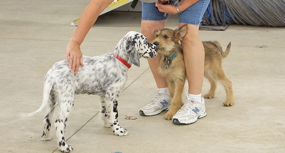 Two puppies meet in a face-to-face greeting as a woman handler straddle the puppies and pets one of them.