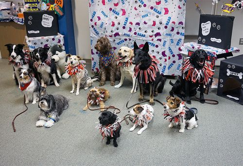 13 dogs sit or lie for a group photo at the end of a therapy visit at a school library.