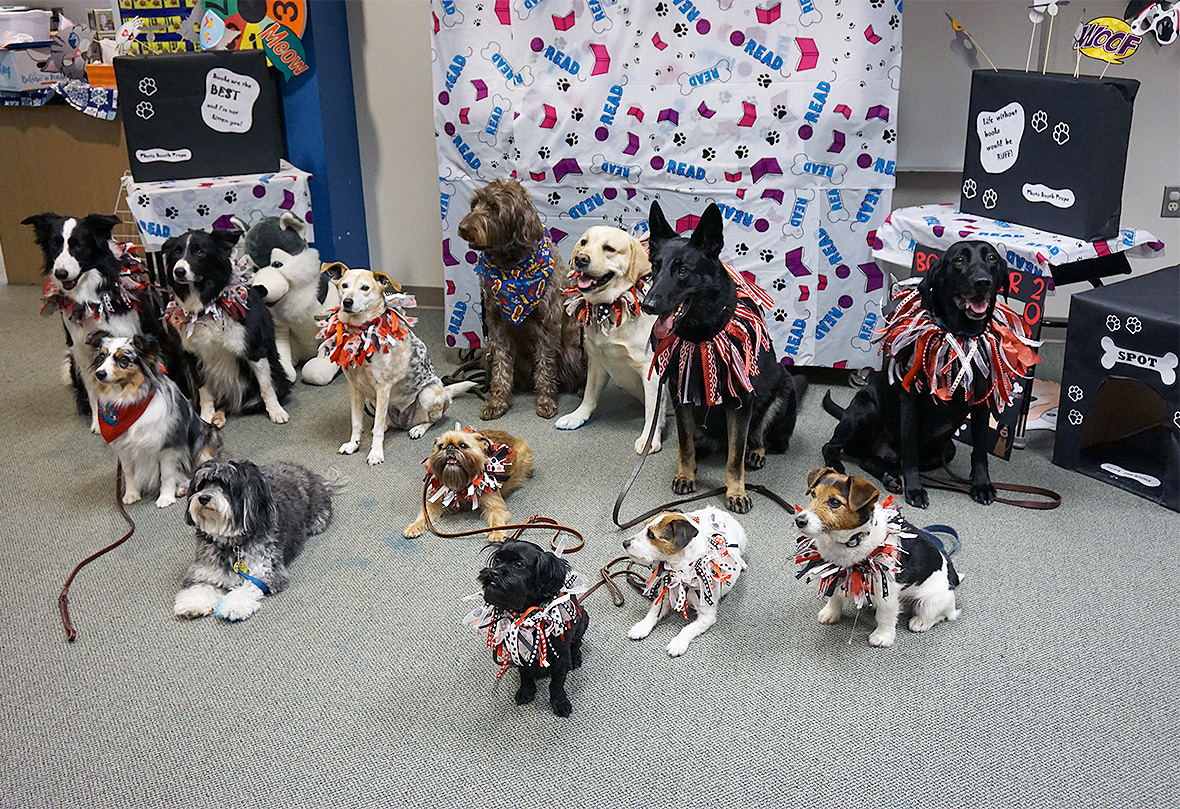 13 dogs sit or lie for a group photo at the end of a therapy visit at a school library.