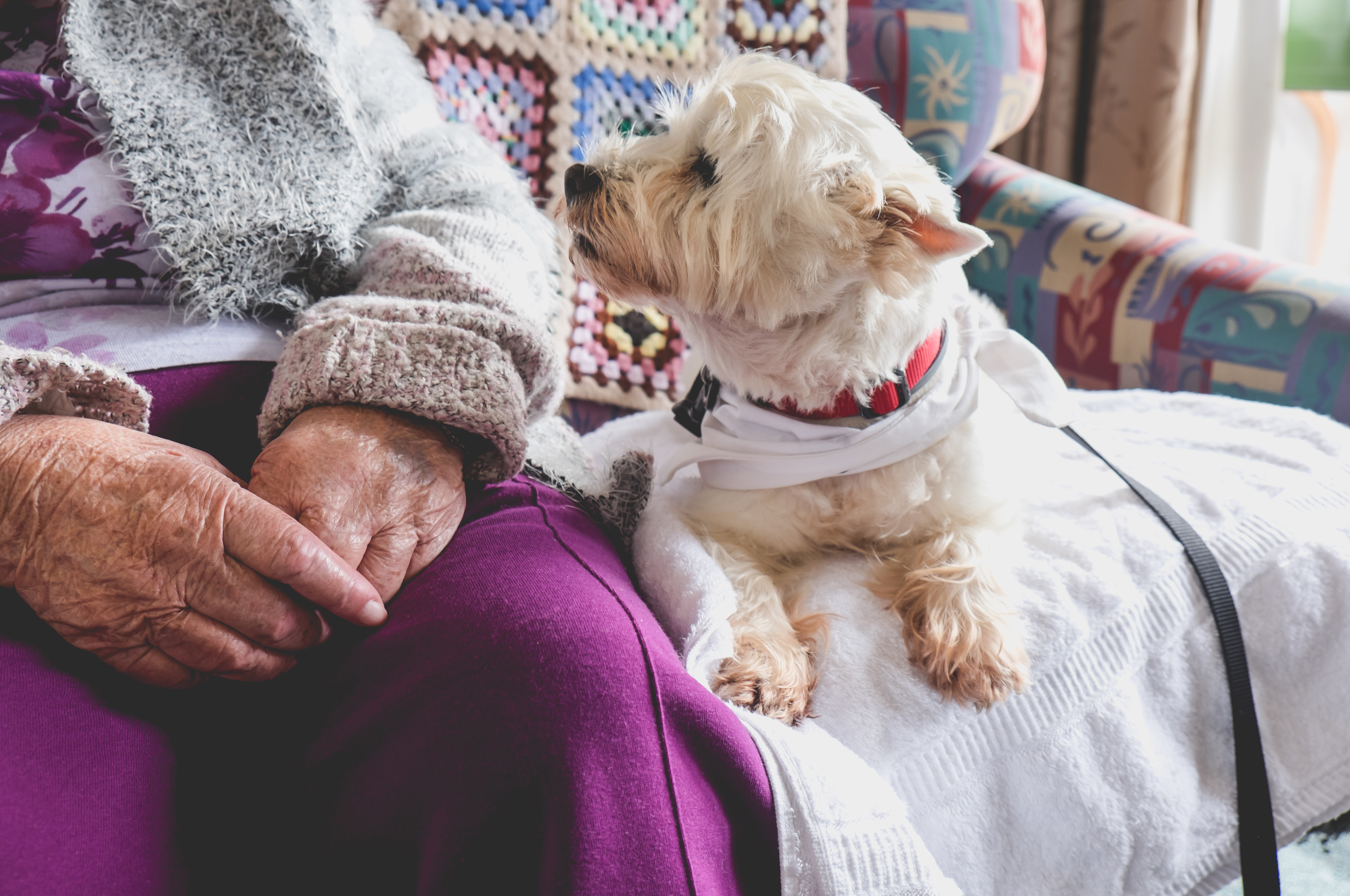 A small white dog sits next to an elderly woman as the dog looks up toward the unseen face of the woman.