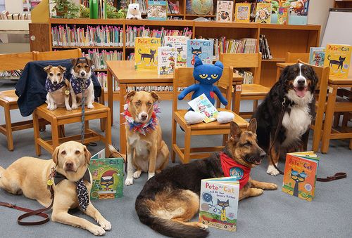 Our therapy dogs often go in groups to enable more children at a school to read their books to the dogs.