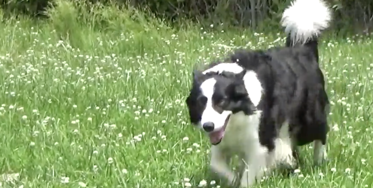 In a yard, a Border Collie trots toward the camera.