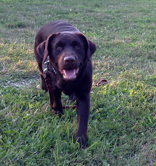 A Labrador walks toward the camera in a yard.