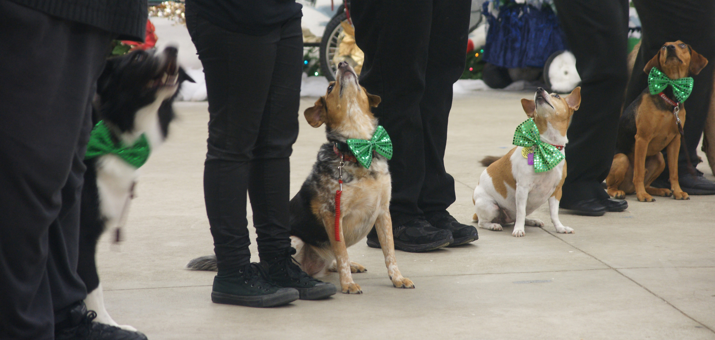 Four dogs sit in a row beside their own handler and look up toward that handler.