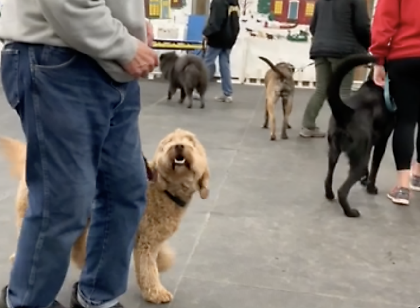 A Golden Retriever dog walks on its handler’s left side with eyes turned up toward the handler, seeming to ignore the other dogs in the training class.