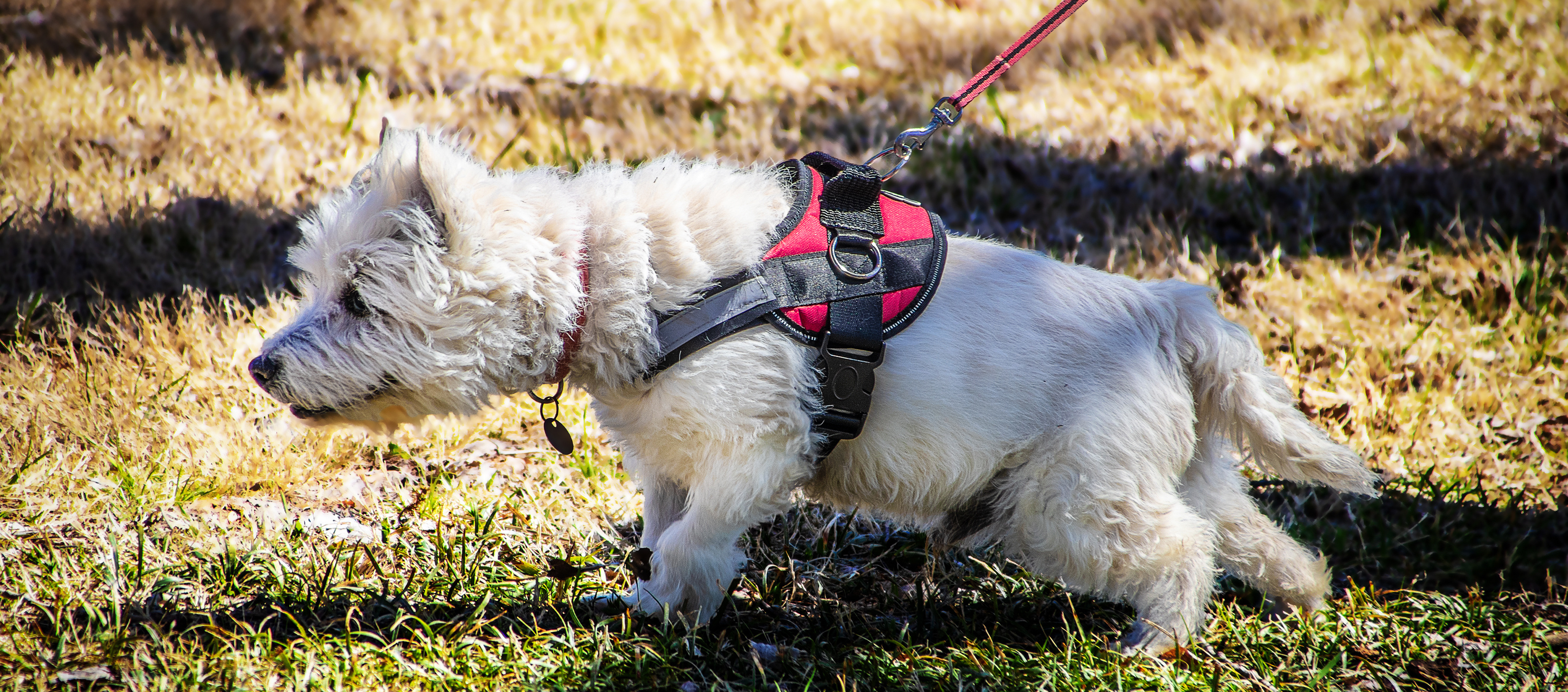 A small white dog wearing a harness pulls eagerly on the leash to get to some unseen object.