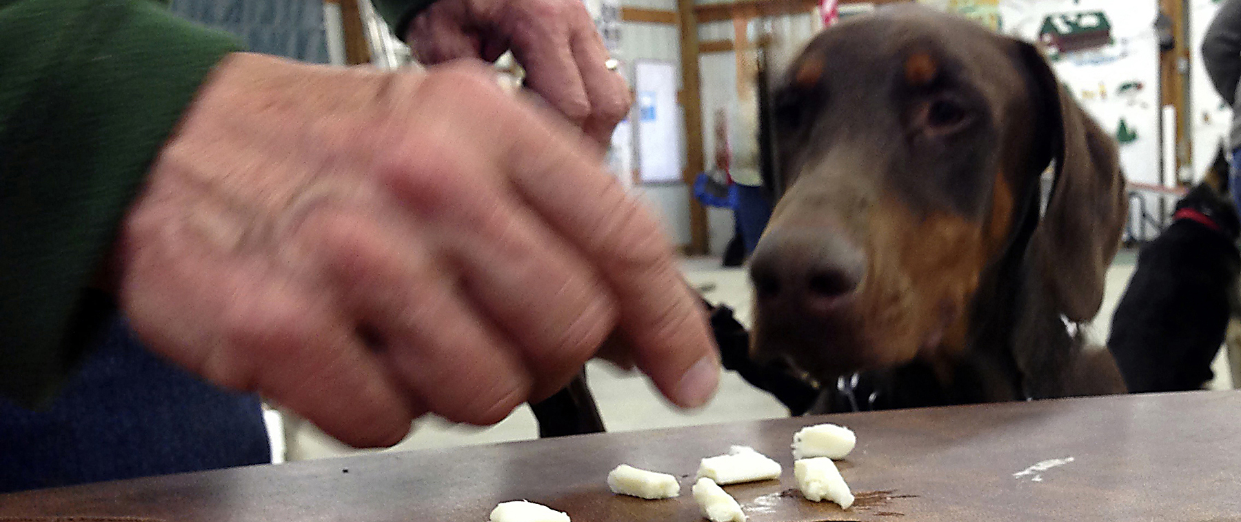A Doberman demonstrates impulse control with its head at table height, and the handler spreads dog treats on the table just inches in front of the dogs’ face.