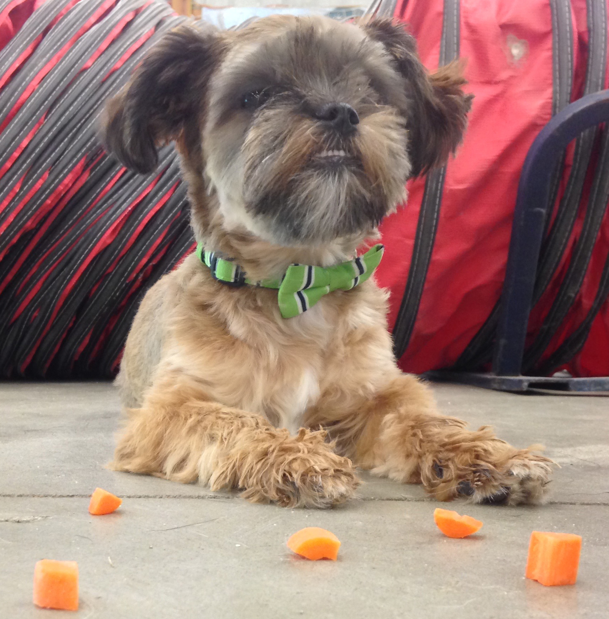A small dog sits looking at its unseen handler while treats lie on the floor within easy reach of the dog that appears to ignore the treats.