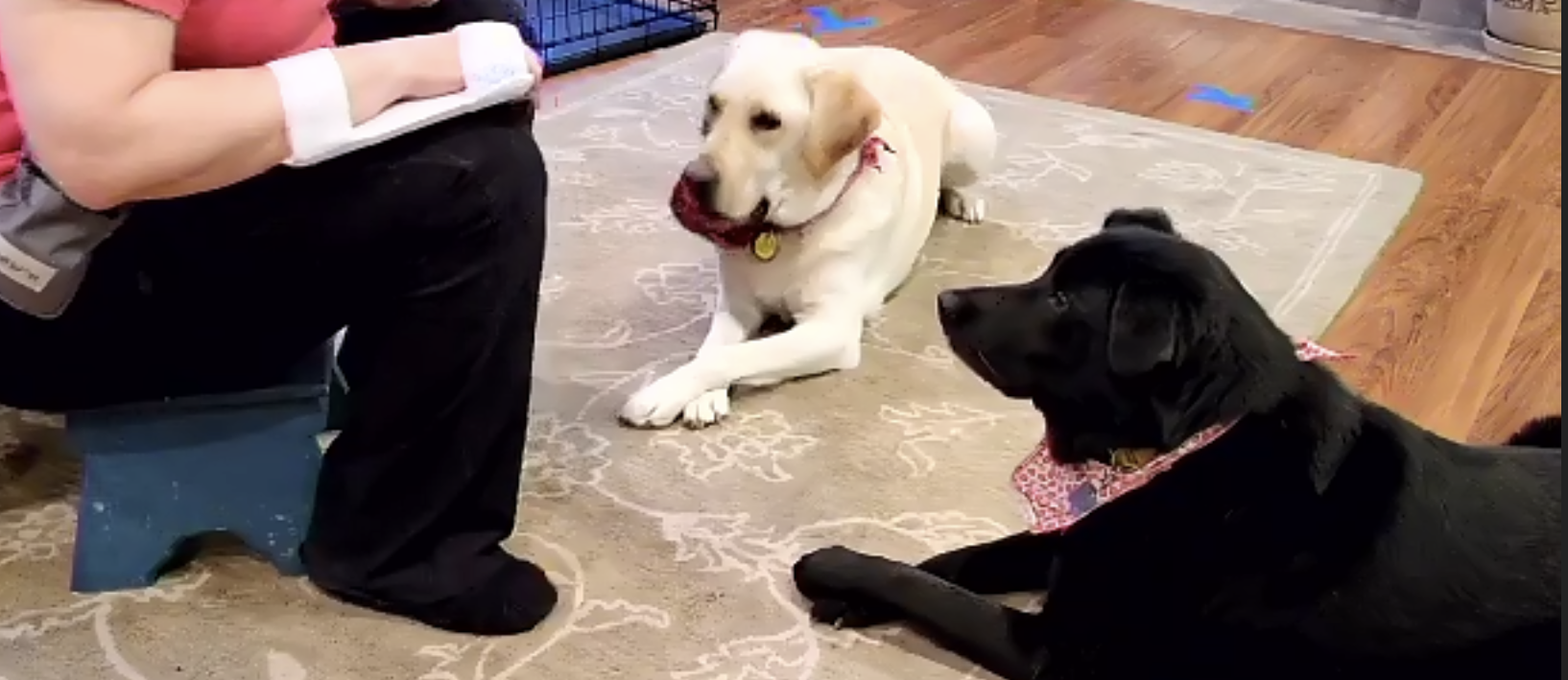 Two labradors lying on the floor in a family room, both looking at their female handler who is seated. We see from her waist down.