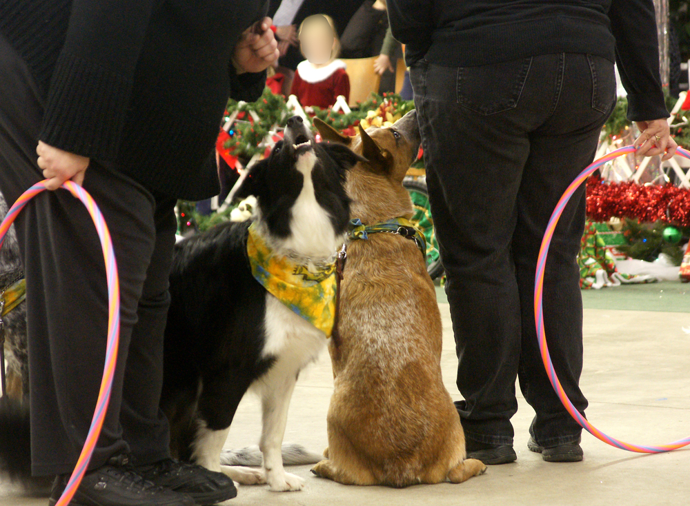 A Border Collie and a Cattle Dog sit side-by-side, each looking up toward their own handler.