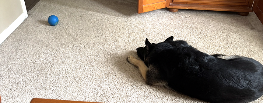 A German Shepherd Dog lies on a bedroom rug with a favorite blue ball just a few feet in front of him.
