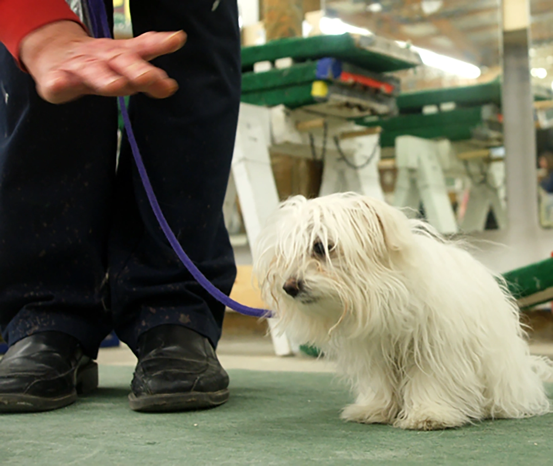 At a dog school, a small white dog sits beside its handler who is giving the stay hand gesture.
