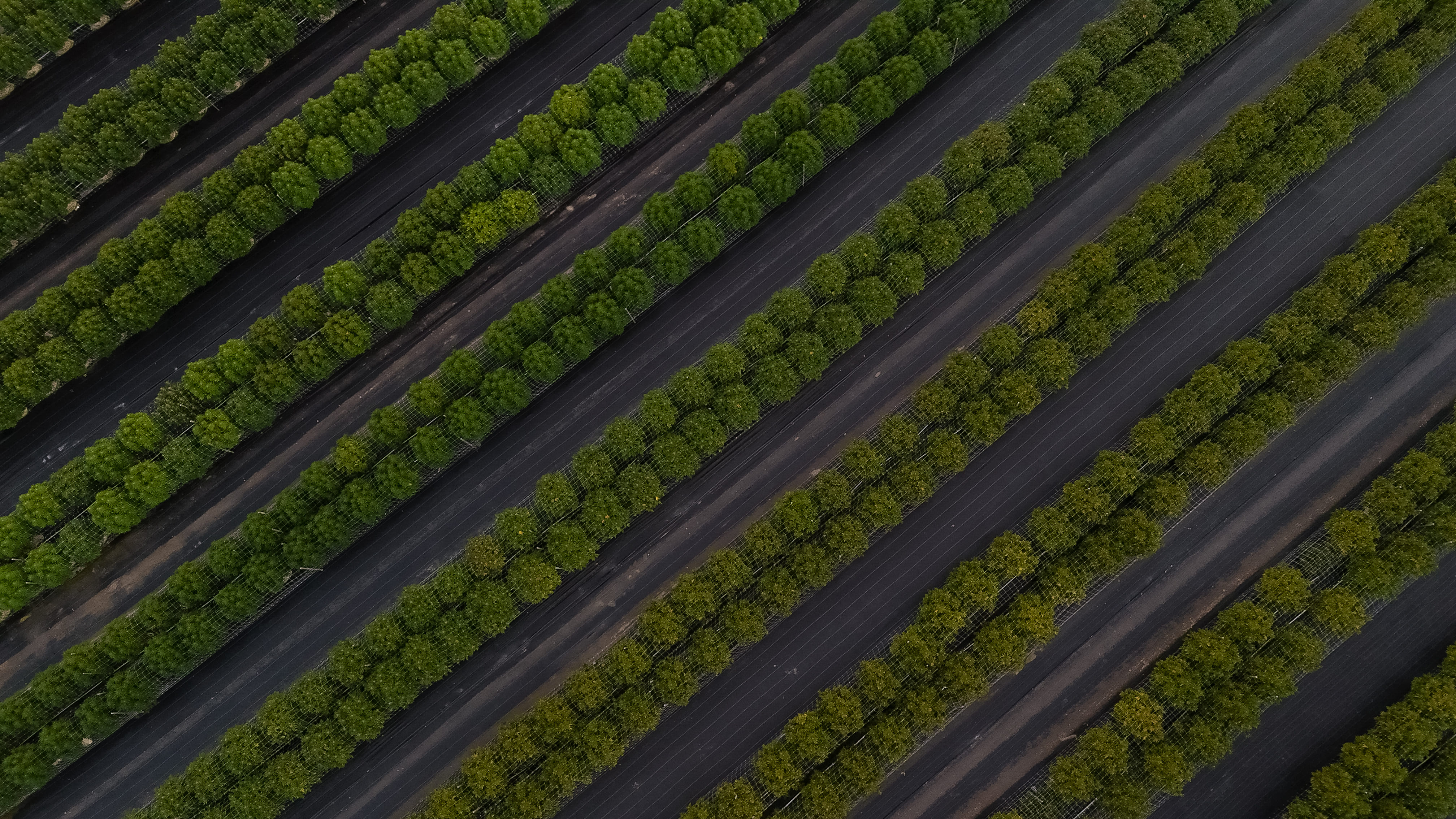 Aerial view of a cannabis farm