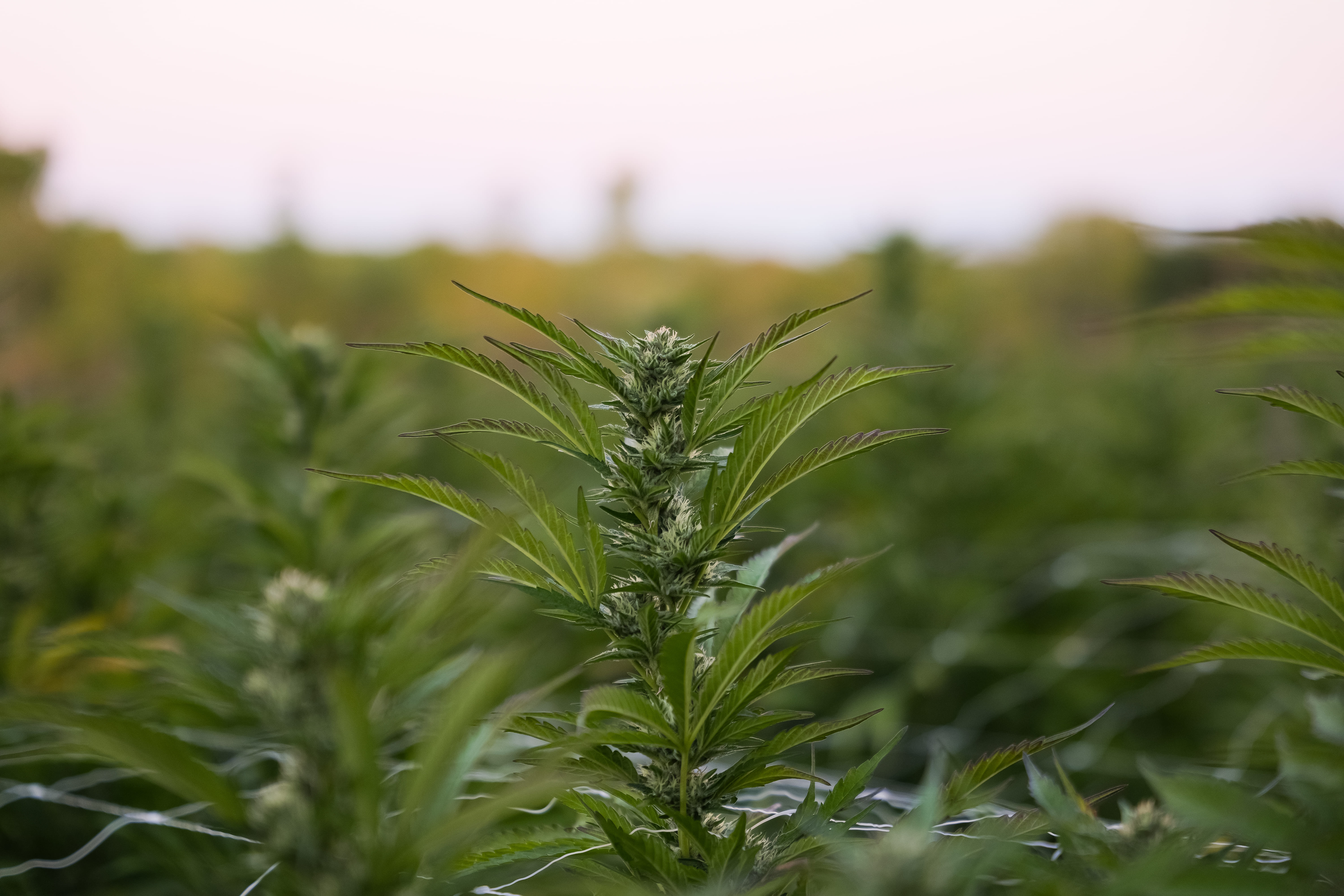 Close-up of a cannabis leaf