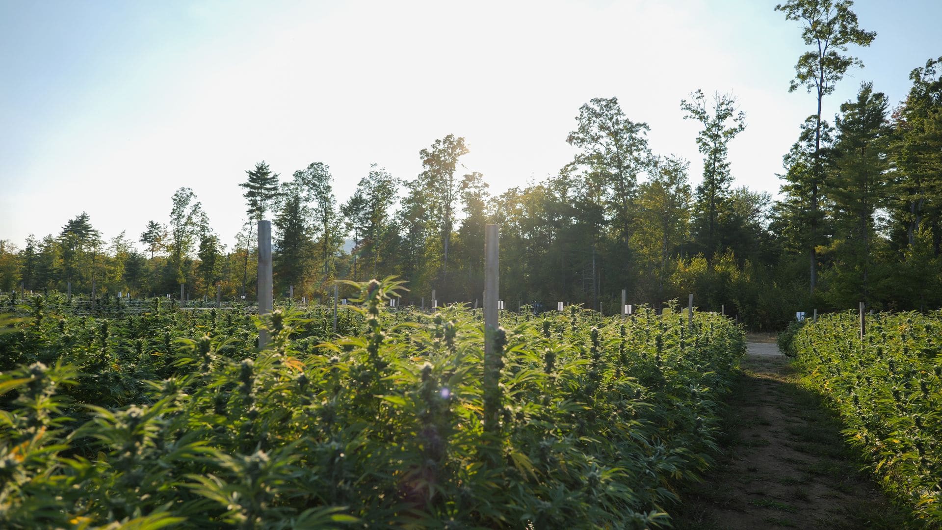 Why Cultivation Method Defines Quality in New York Cannabis