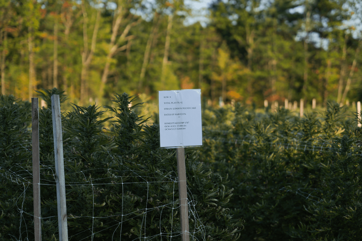 Organic cannabis cultivation field with sustainability signage.
