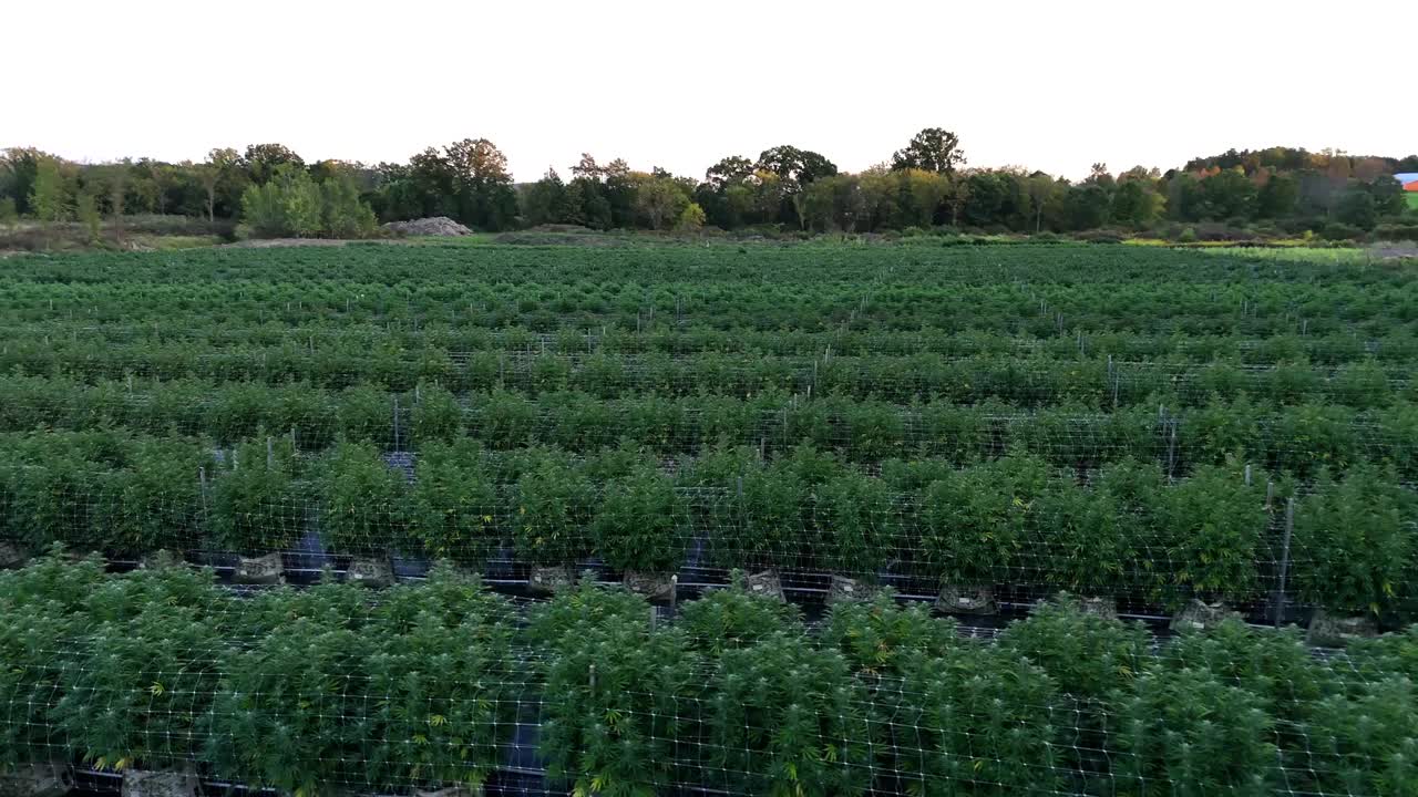 Sun-Grown Cannabis in New York? Here’s Why It Hits Different