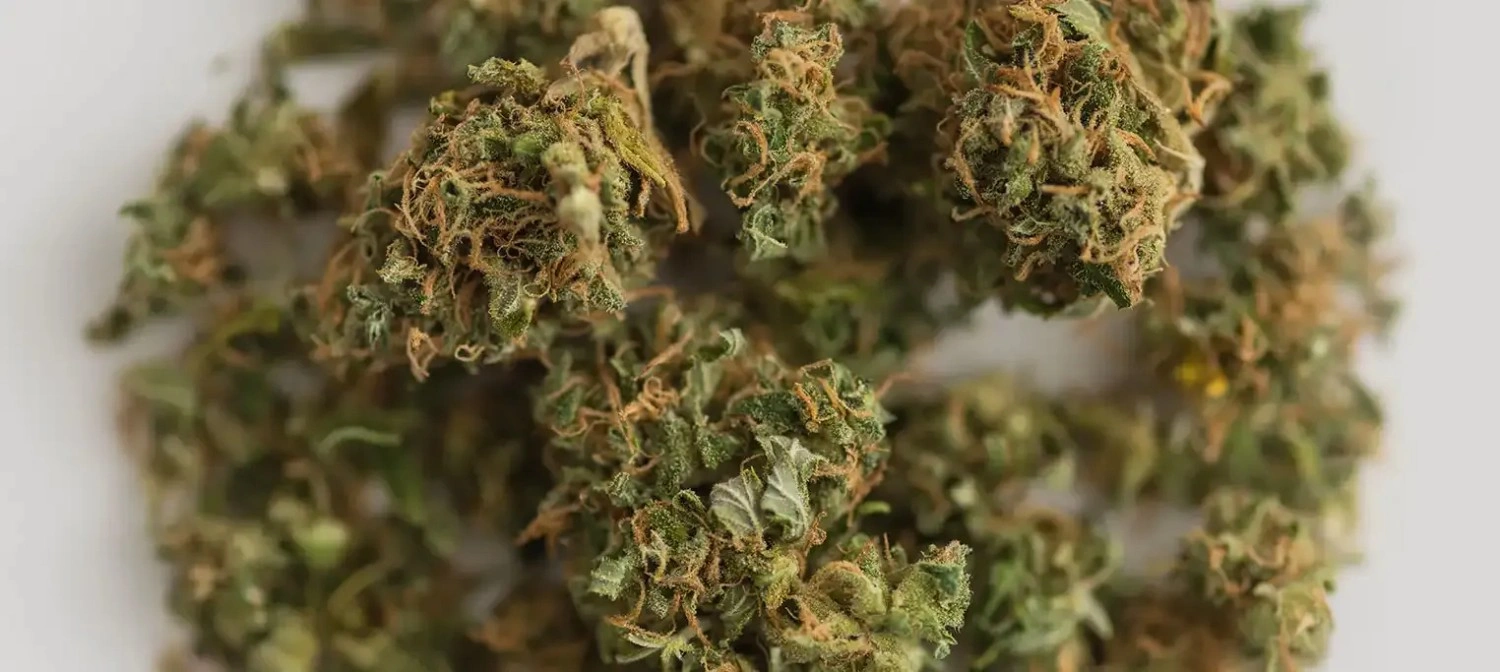 Top Revert Cannabis Strains in New York to Try in 2026