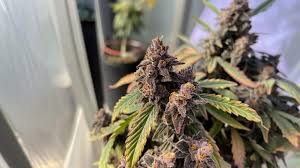 Why Godfather OG Strain is Known as the Most Powerful Cannabis Strain