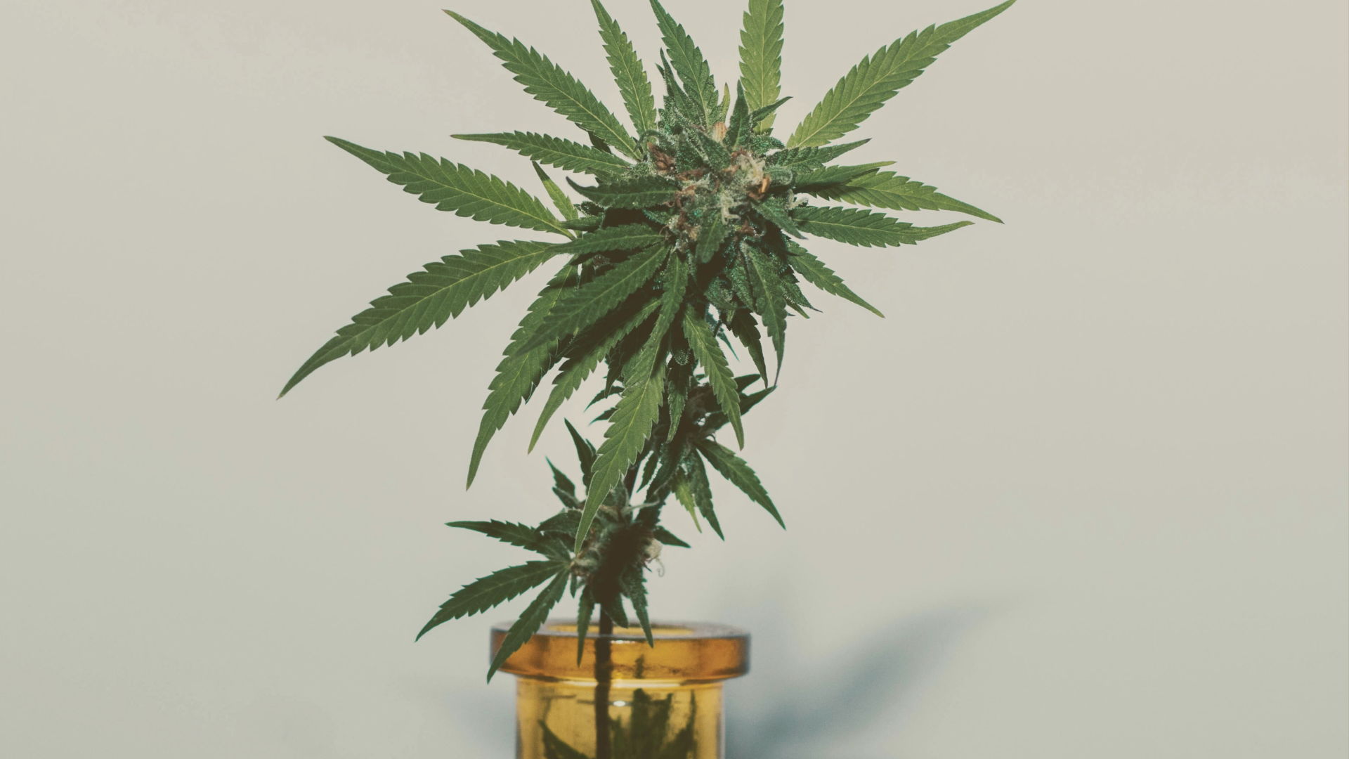 How Premium Craft Cannabis Is Grown in New York?