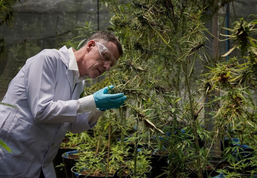 How to Identify Premium Cannabis Flower Using Industry Quality Standards