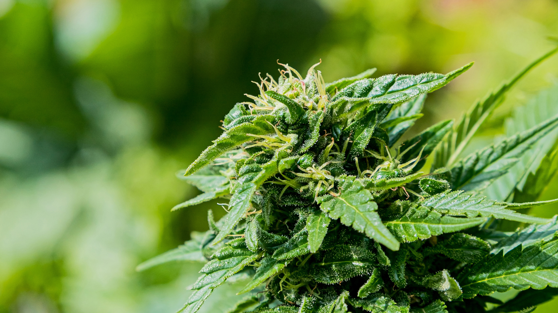 How to Store Cannabis Flower to Preserve Freshness & Flavor