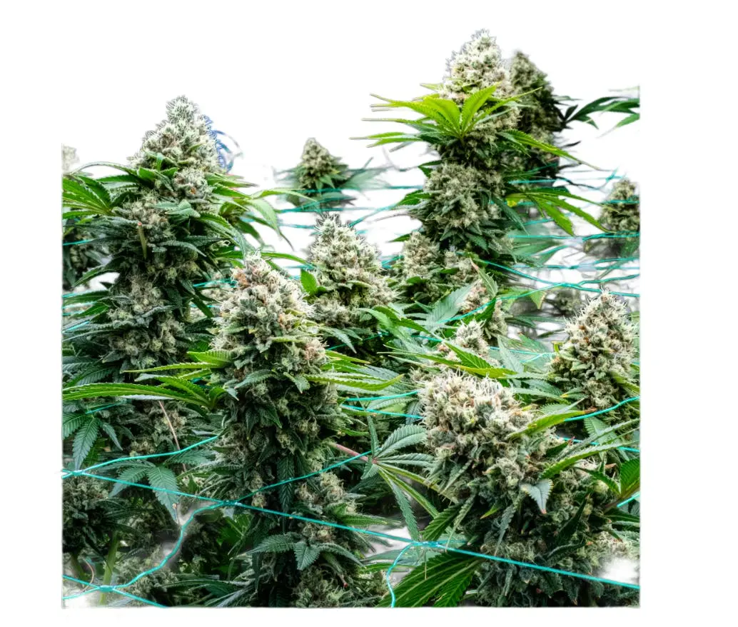 Blue Zushi Weed Strain: Flavor, Aroma, Effects & Growing Details