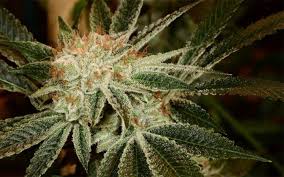 Why Bananaconda Is One of the Most Powerful Hybrid Strains Today