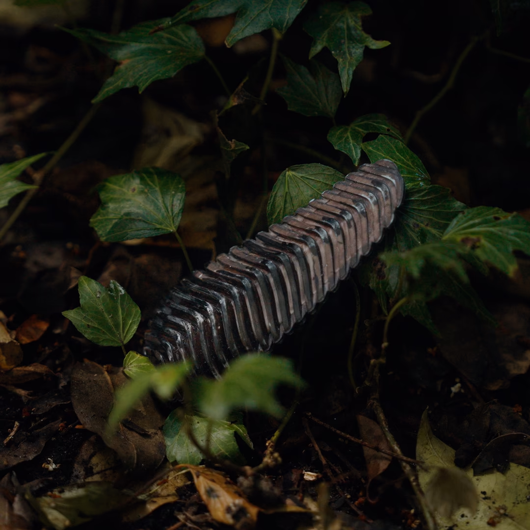 Pyri's pinecone-shaped wildfire detection sensor nestled among vegetation on a forest floor