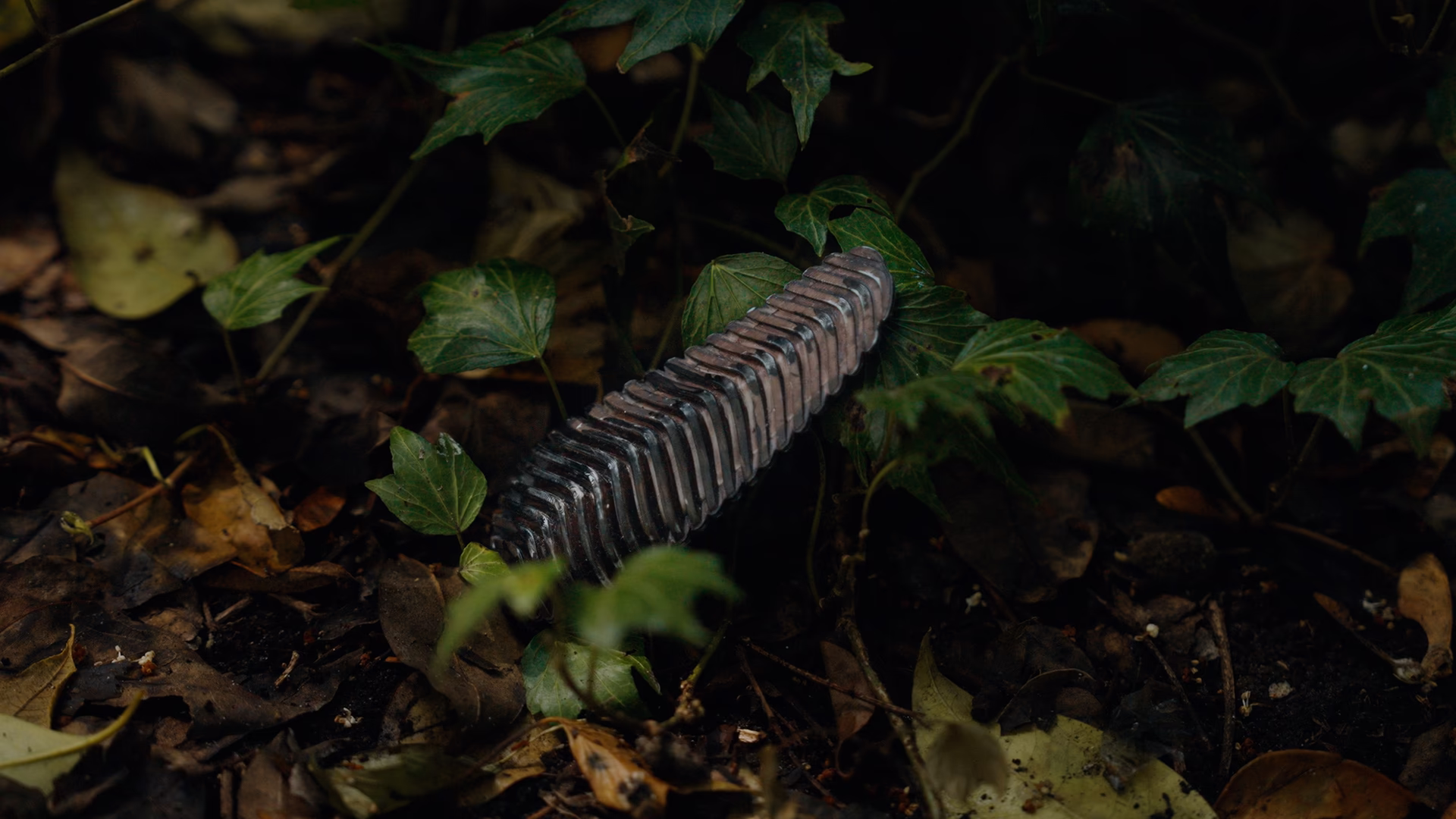 Pyri's pinecone-shaped wildfire detection sensor nestled among vegetation on a forest floor