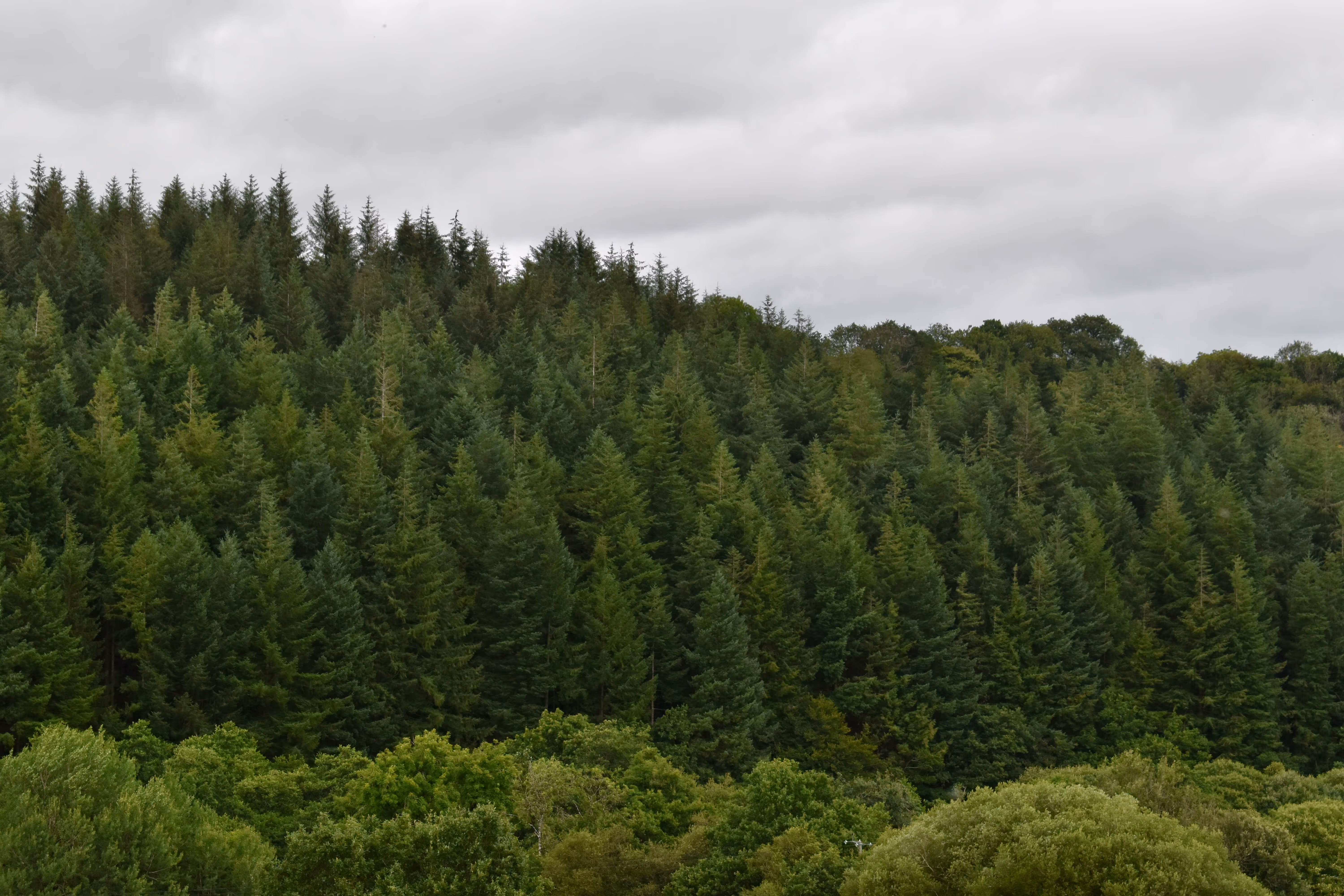 Commercial land owner walking through forest