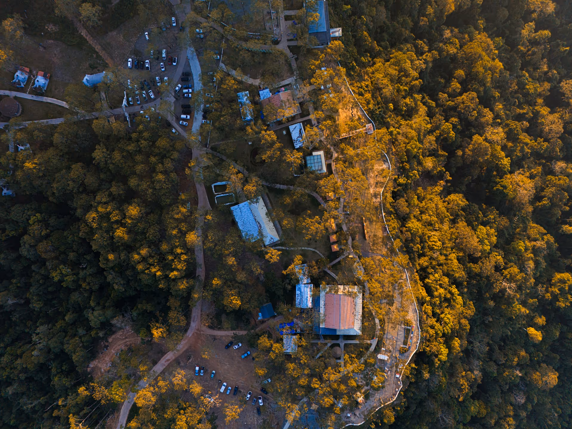 Burnt forest after wildfire