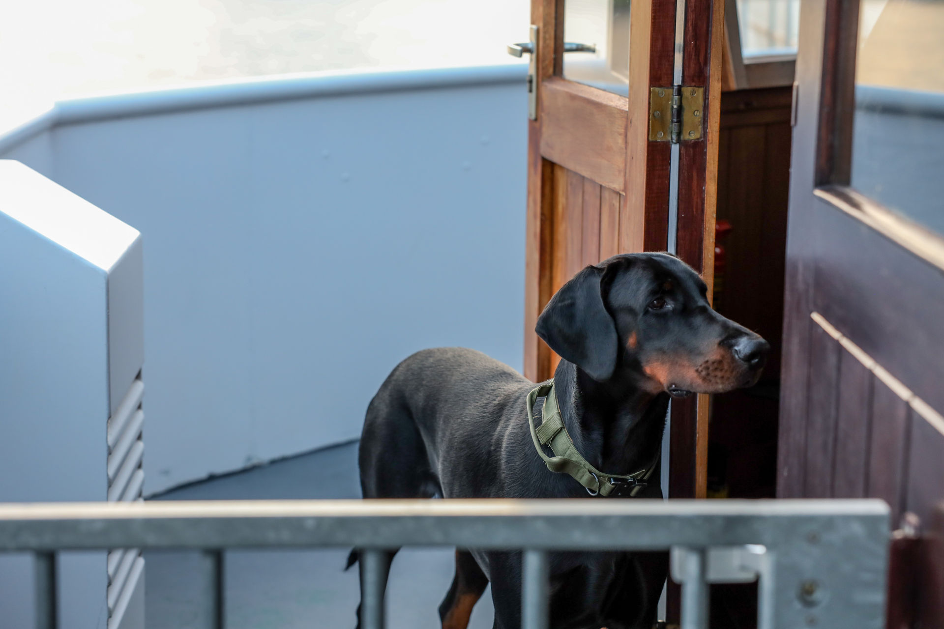 Black Doberman dog wearing a green collar standing next to a partially open wooden door on a boat deck.
