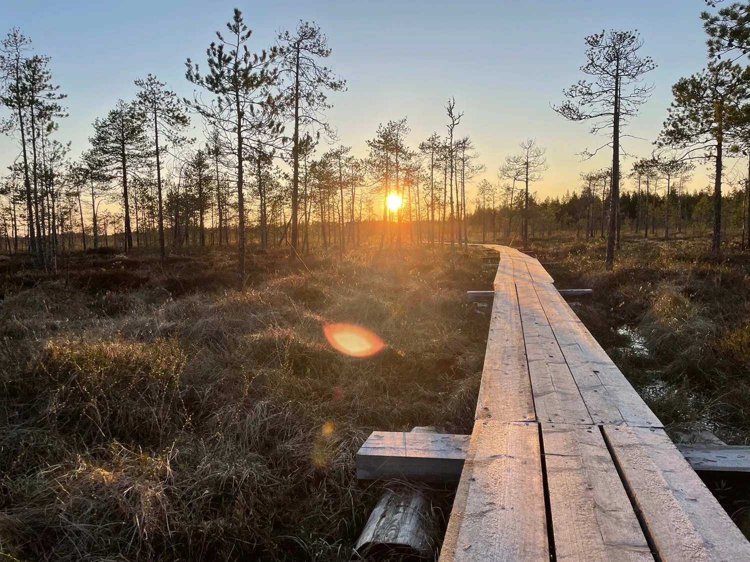 Ryhmä pyöräilijöitä ajamassa metsäpolkua pitkin