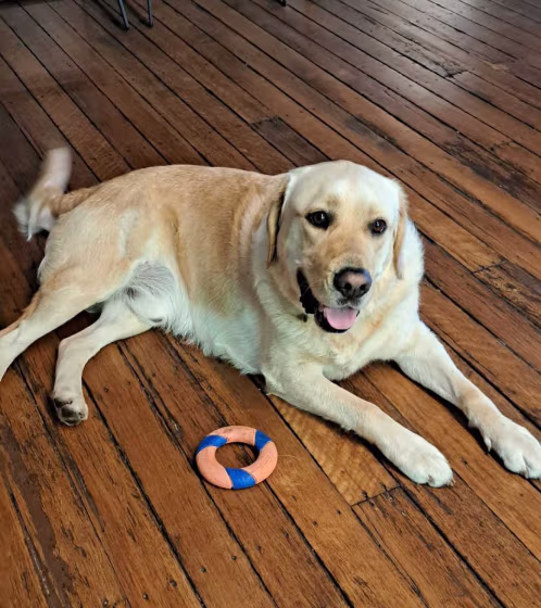 Yellow Labrador retriever lying on a wooden floor next to a blue and orange ring toy, looking towards the camera with tongue out.
