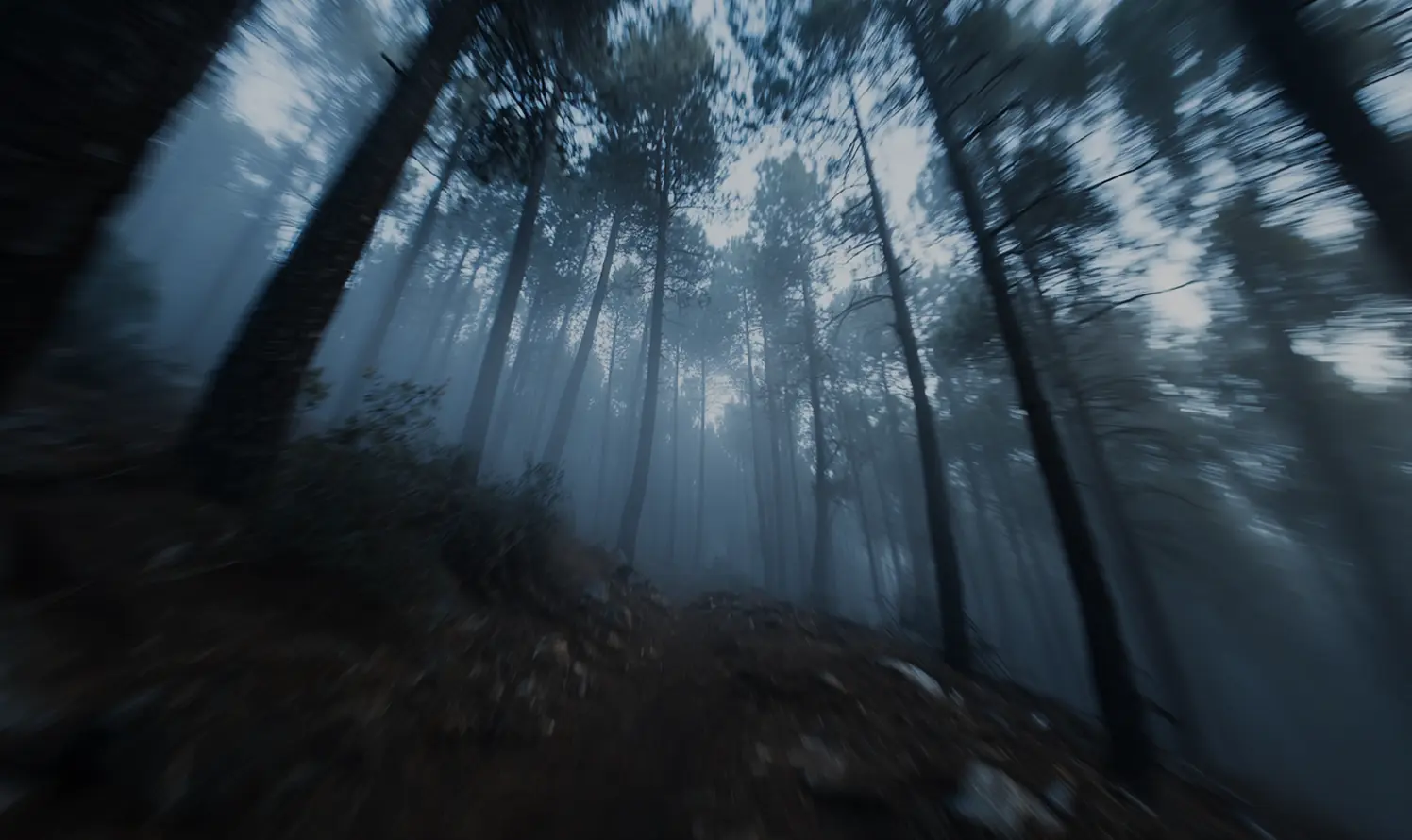 Speedy picture from a forest