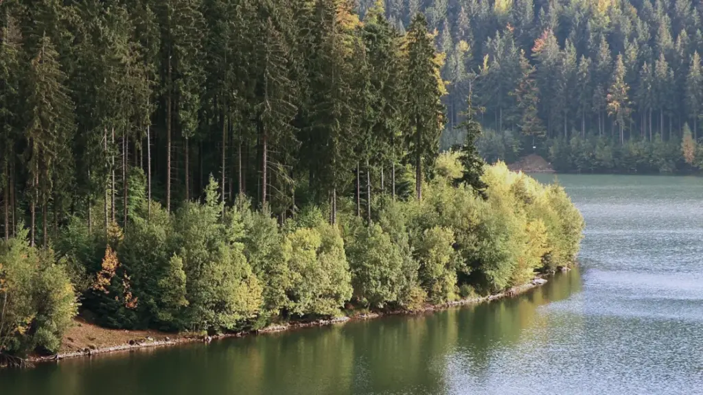 Calm lake bordered by dense green pine trees under soft daylight.
