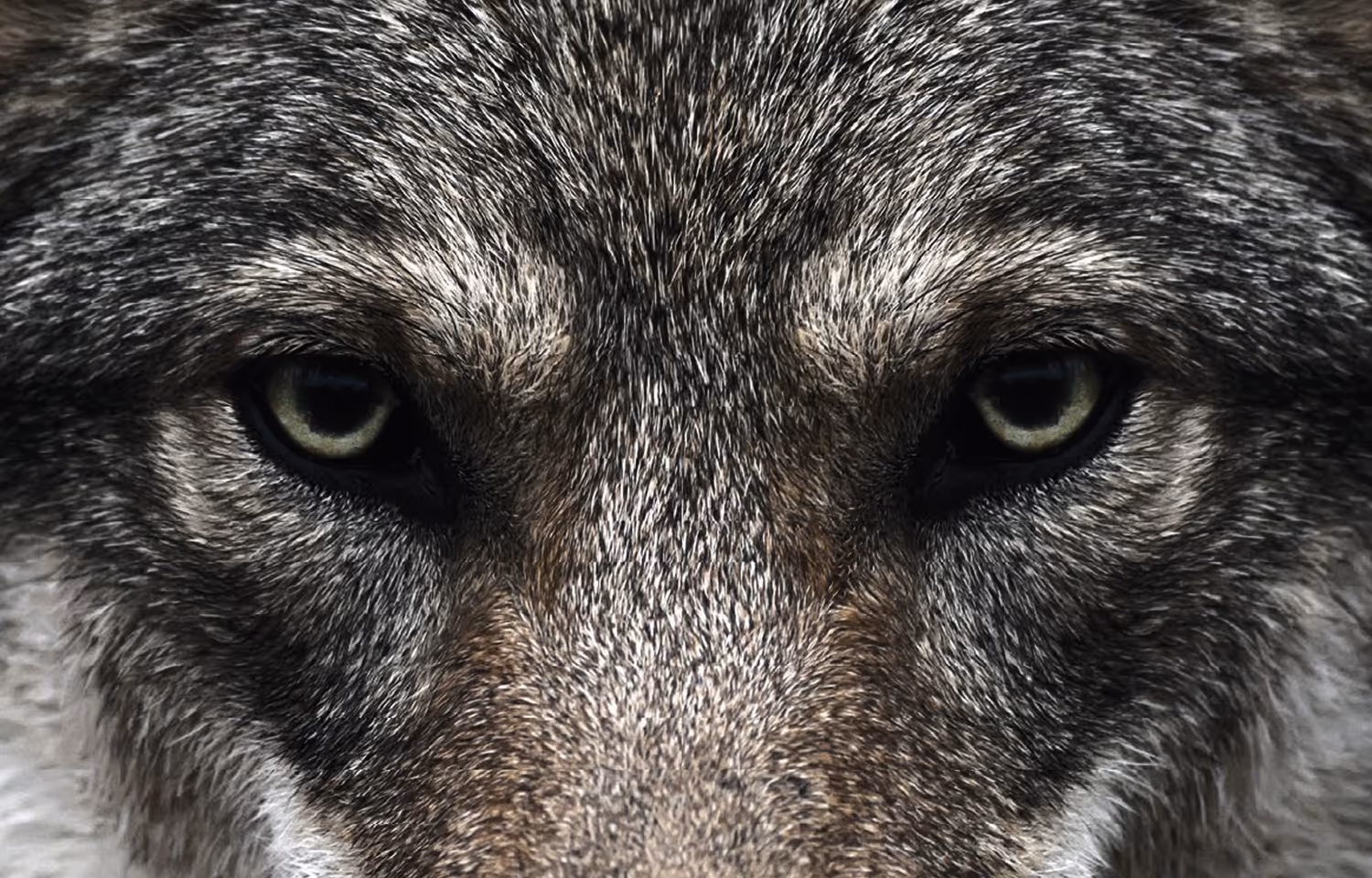 Close-up of a wolf's face showing intense eyes and detailed fur texture.