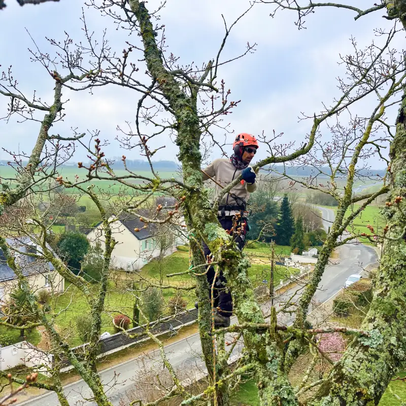 Arboriste élagueur en haut d'un arbre qui s'apprête à faire une taille douce ou raisonnée