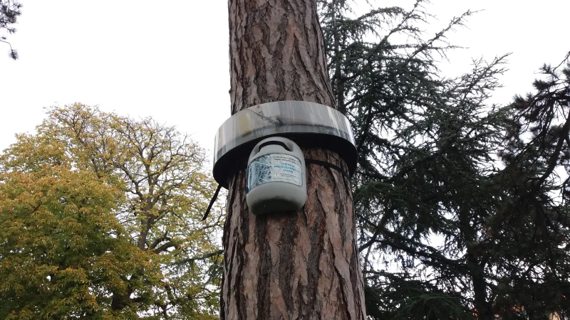 Piège à chenille processionnaire du pin