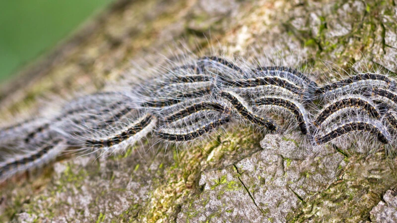 Arboriste grimpeur qui procèdre à une taille sanitaire en sécurité dans un chêne