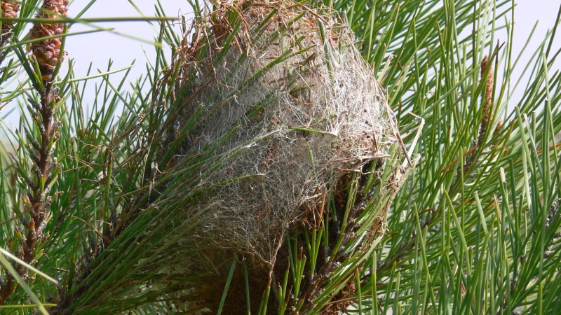 Nid de chenilles processionnaires du pin