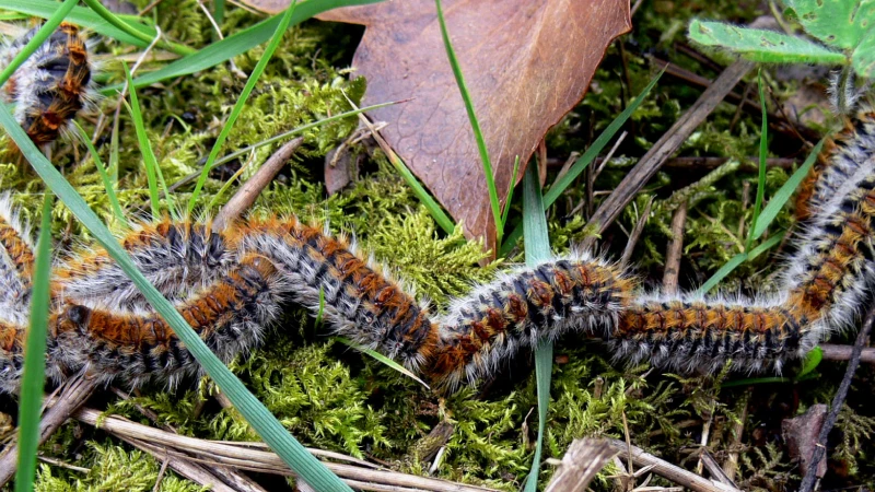 Chenilles processionnaires sur le sol représentant un danger