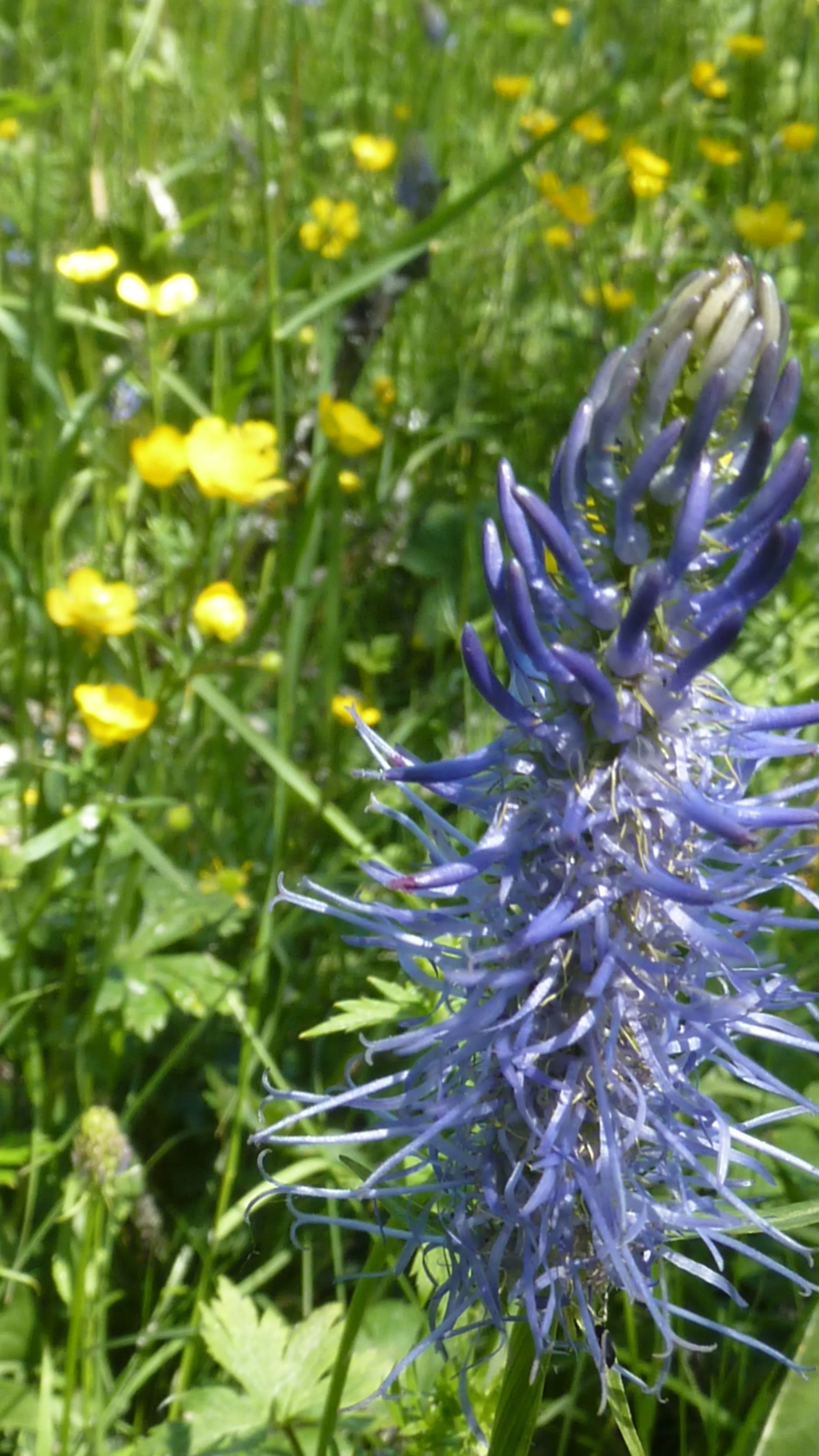 fleur de Raiponce sauvage – découverte flore locale atelier nature Savoie