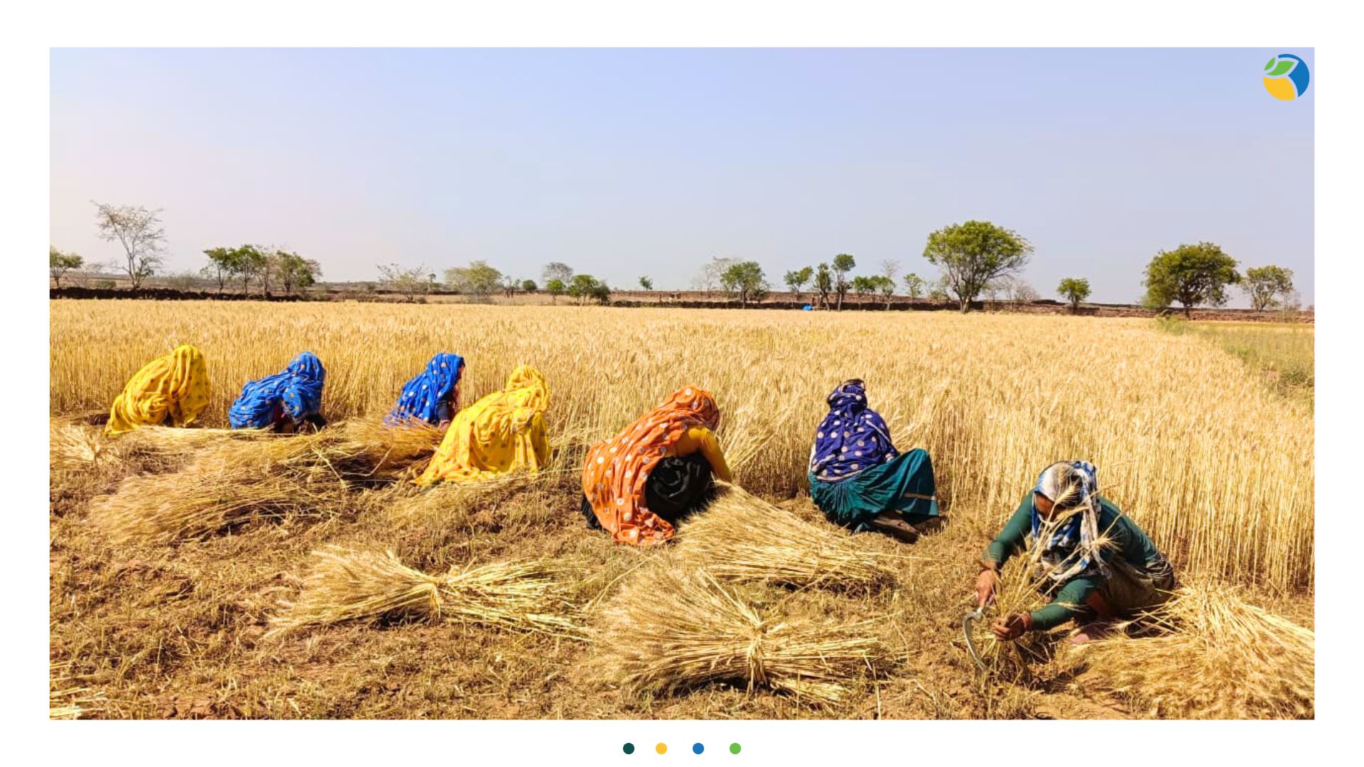 WOTR farmers harvesting in Maharashtra, India